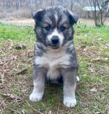 Husky Siberiano
