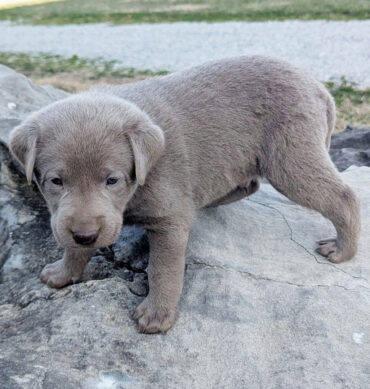 Flint ( Macho )