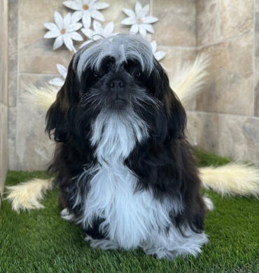 Flury ( Macho )