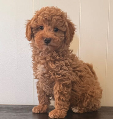 Flynn ( Macho )
