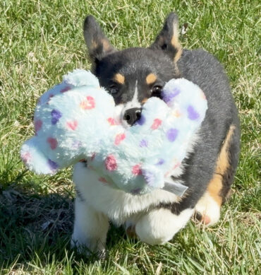 Fritz ( Macho )