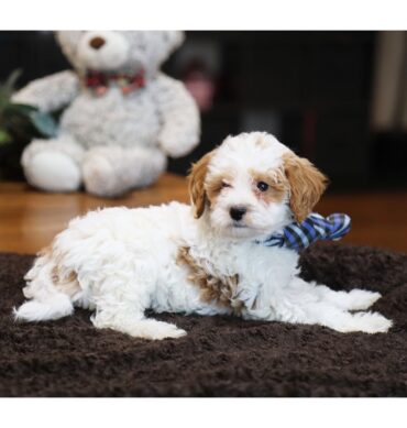Goldendoodle