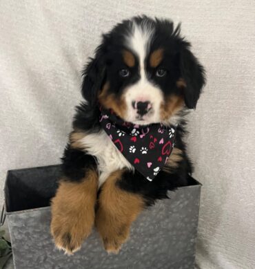 Gigi ( Hembra )