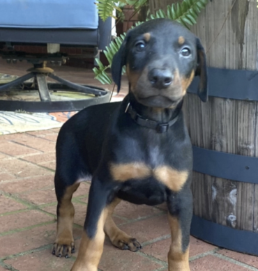 Glock ( Macho )