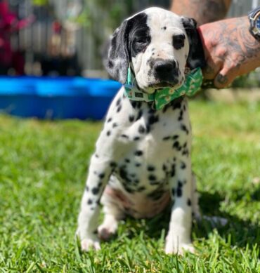 Gracie ( Hembra )