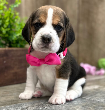 Gracie ( Hembra)