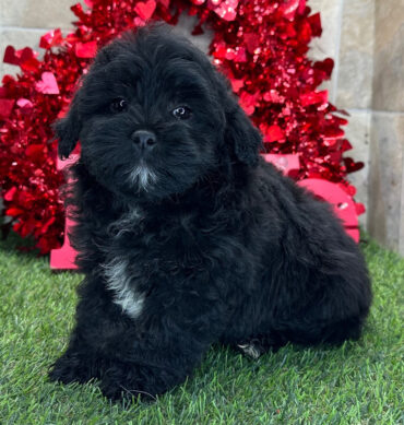 Griffin  ( Macho )