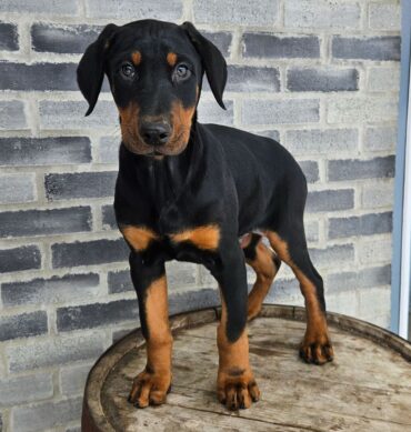Hanster ( Macho )