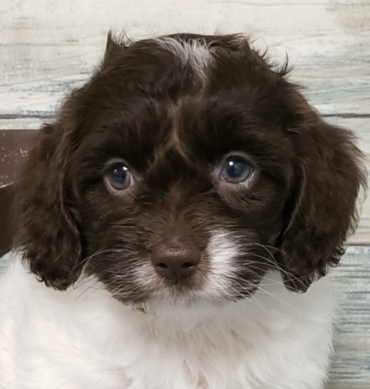 Cockapoo