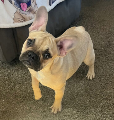 Heyley ( Hembra )