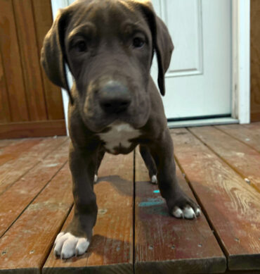 Hazel (Hembra )