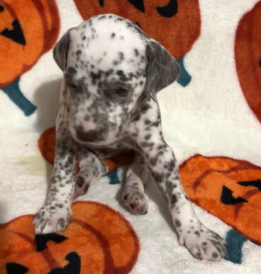Hershey ( Hembra )