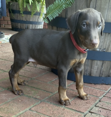 Kilo ( Macho )