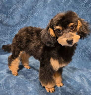 Kodak ( Macho )