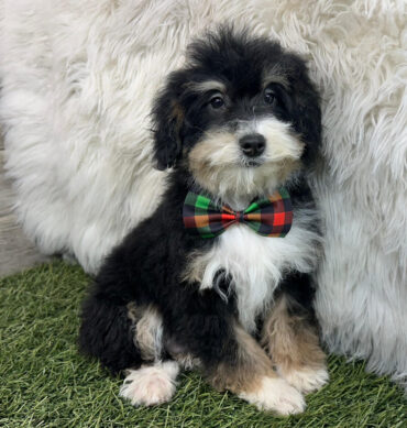 Kylo ( Macho )