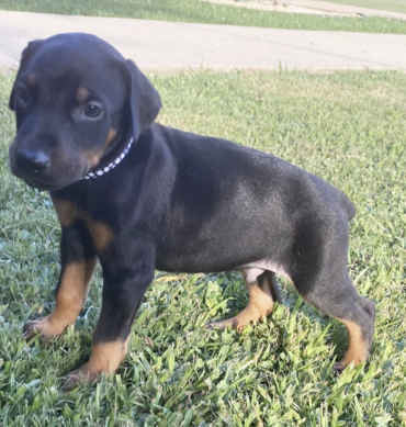 Lancelot. (Macho )