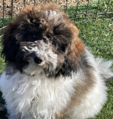 Layla ( Hembra )