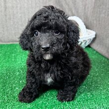 Leo (Macho )