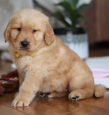 Leo ( Macho )