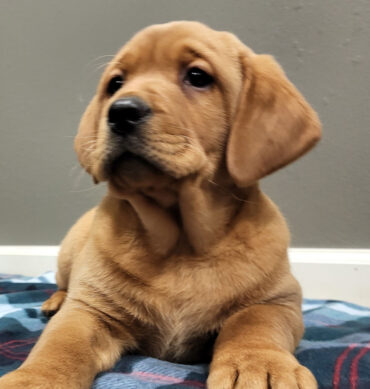 Linus ( Macho )
