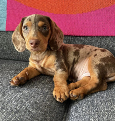 Lola ( Hembra )