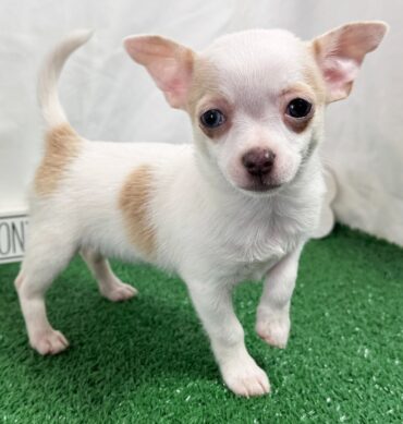 Chihuahua