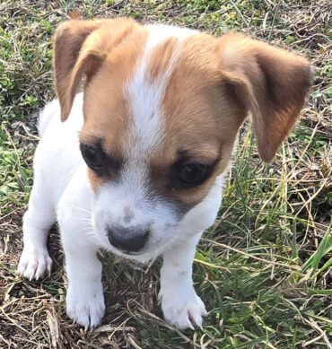 Maggie ( Hembra )