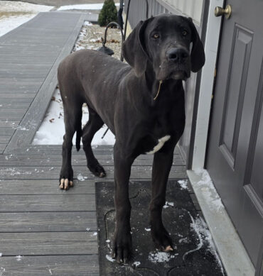 Max ( Macho )