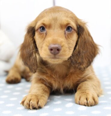 Milo ( Macho )