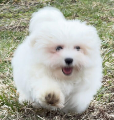 Milo ( Macho )