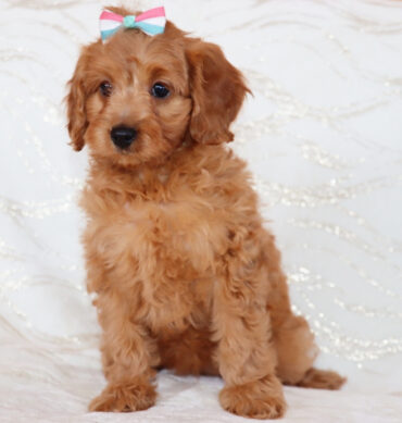 Miss Ginger ( Hembra )