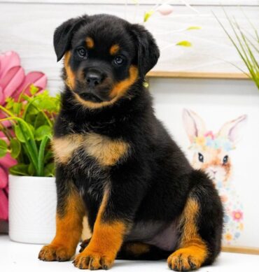 Rottweiler