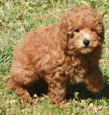 Muki ( Macho )