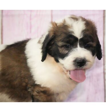 Maximus ( Macho )