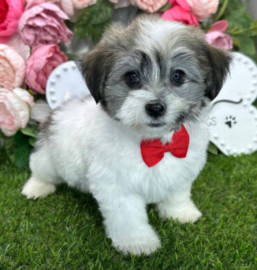 Myron ( Macho )