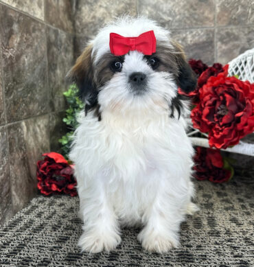Nelly ( Hembra )