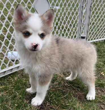Oakley ( Macho )