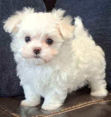 Ollie ( Macho )