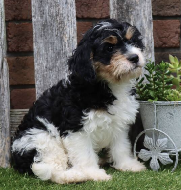Oscar ( Macho )