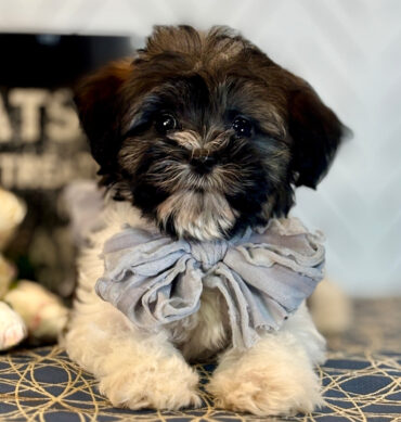 Otis ( Macho )