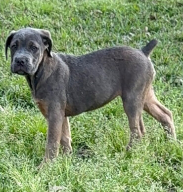 Pinkaa ( Hembra )
