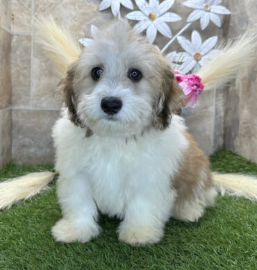 Pippin ( Macho )