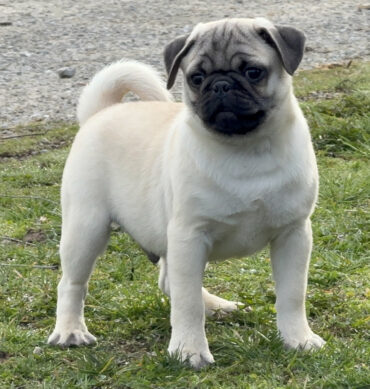 Pudgy ( Macho )