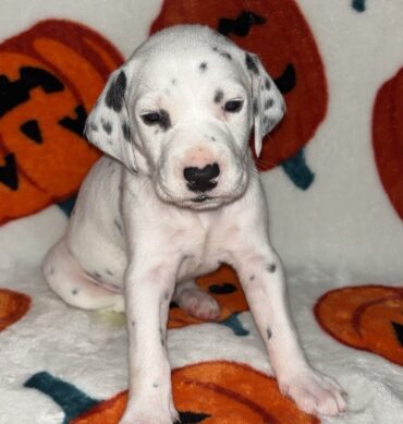 Reeses ( Macho )