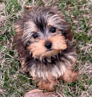 Remi (Macho )
