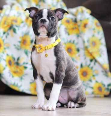 Rio ( Macho )
