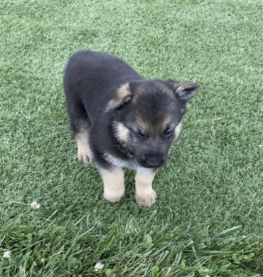Rocky ( Macho )