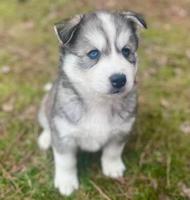 Romeo ( Macho )