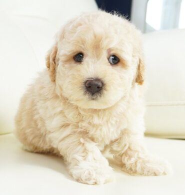 aussiedoodle