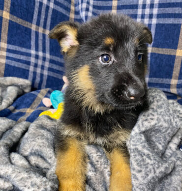 Scout ( Macho )